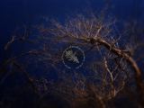 Tree 1b
