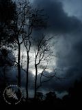Trees 3