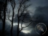Trees 4