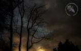 Trees 6