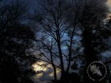 Trees 7