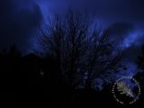 Trees 8