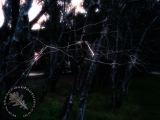 Trees1