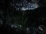 Trees2