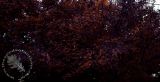 Trees9