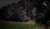 Wild Trees