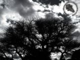 Sky37